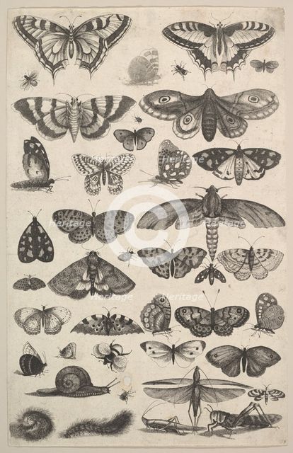 Forty-one Insects, including moths and butterflies, 1625-77. Creator: Wenceslaus Hollar.