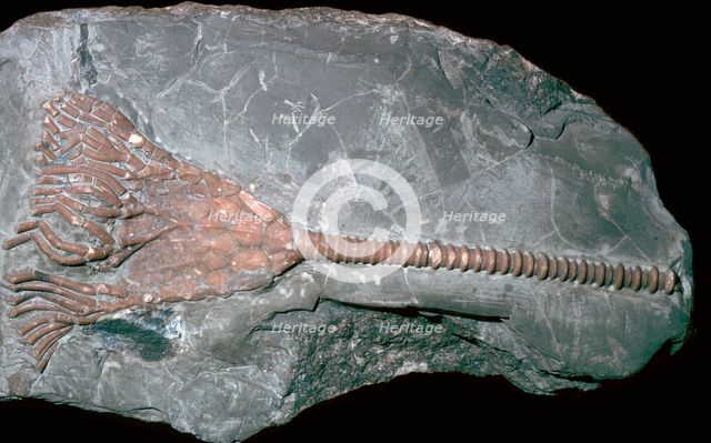 Fossil of a crinoid lily. Artist: Unknown