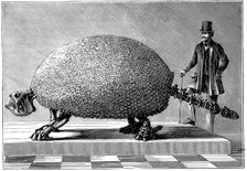 Fossil of a giant armadillo from South America, c1890. Creator: Unknown