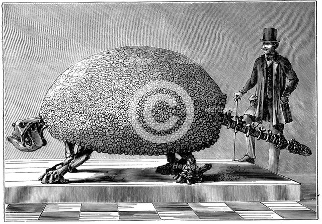 Fossil of a giant armadillo from South America, c1890. Creator: Unknown.