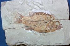 Fossil of a fish