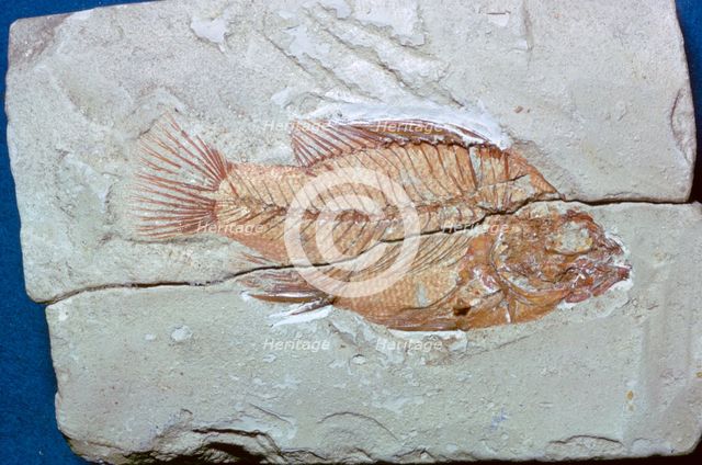 Fossil of a fish. Artist: Unknown
