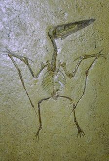 Fossil of a Pterodactyl
