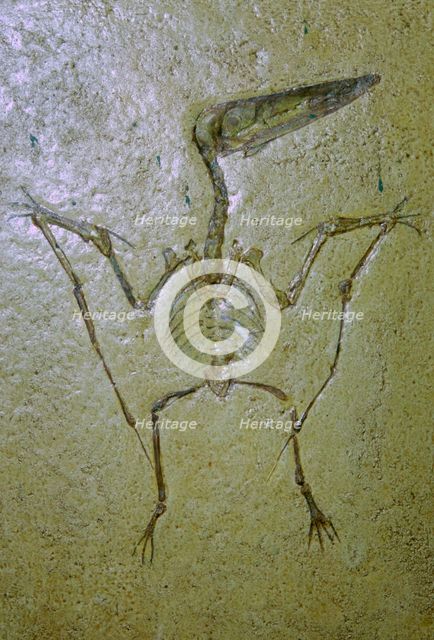 Fossil of a Pterodactyl. Artist: Unknown