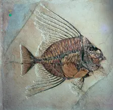 Fossil of Acantonemus Subaureus