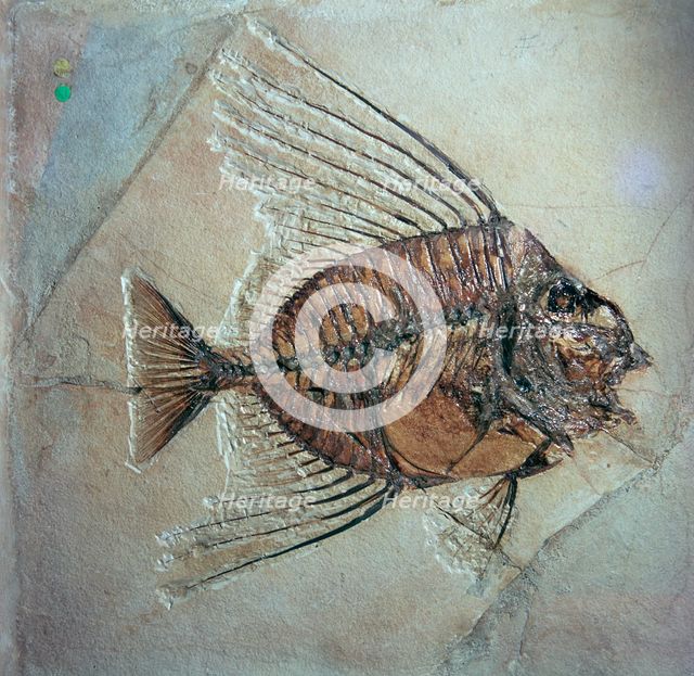 Fossil of Acantonemus Subaureus. Artist: Unknown