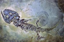 Fossil of an amphibian