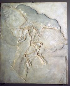 Fossil of Archaeopteryx Lithographica. Late Jurassic, (20th century)