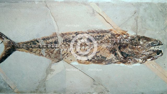 Fossil of Cybium Speciosum. Artist: Unknown