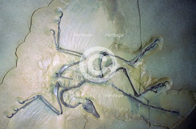 Fossil Archaeopterix with traces of feathers. Artist: Unknown