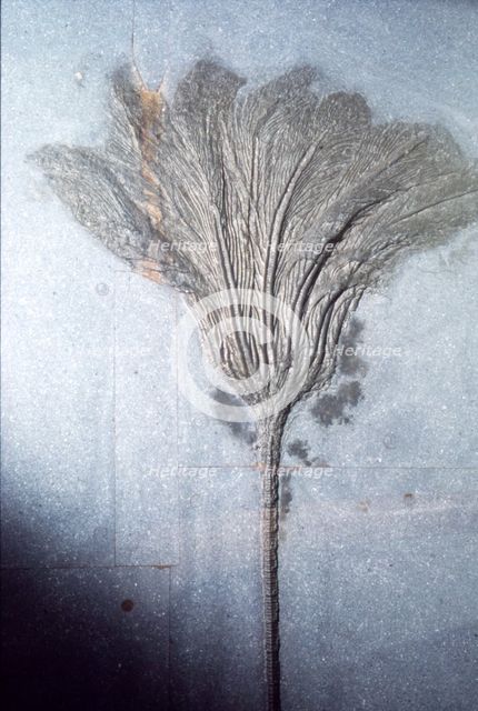 Fossil. Crinoid Lily, Ordovician to Pleistocene period, c450 million-10,000 BC. Artist: Unknown.