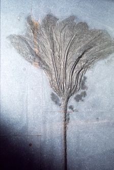 Fossil. Crinoid Lily, Ordovician to Pleistocene period, c450 million-10,000 BC