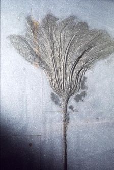 Fossil. Crinoid Lily, Ordovician to Pleistocene period, c450 million-10,000 BC