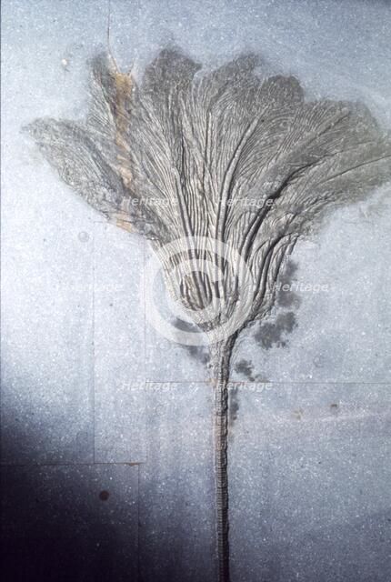 Fossil. Crinoid Lily, Ordovician to Pleistocene period, c450 million-10,000 BC. Artist: Unknown.
