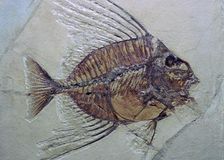 Fossil Fish