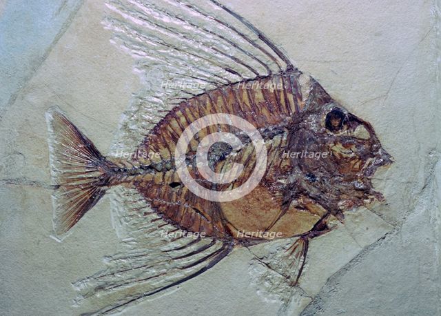 Fossil Fish. Artist: Unknown