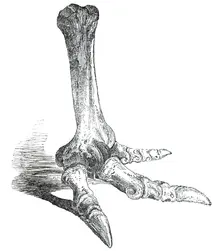 Fossil Foot of Dinornis, 1850. Creator: Unknown