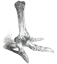 Fossil Foot of Dinornis, 1850. Creator: Unknown