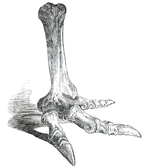 Fossil Foot of  Dinornis, 1850. Creator: Unknown.