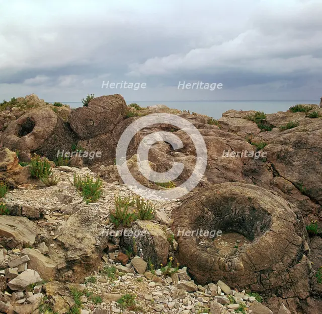 Fossil forest in Dorset. Artist: Unknown
