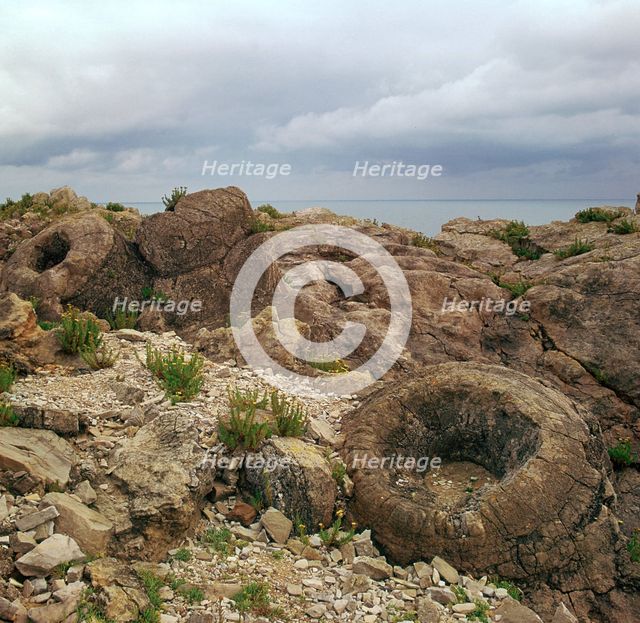 Fossil forest in Dorset. Artist: Unknown