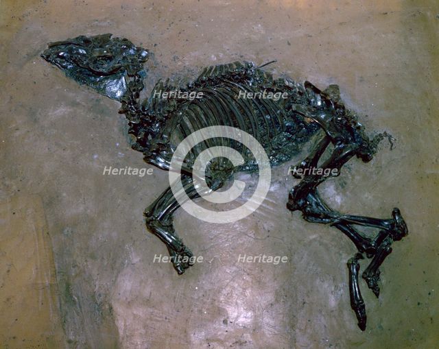 Fossil Horse.