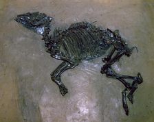 Fossil Horse