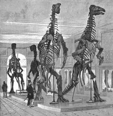 Fossil Iguanodons in the Bernissart Gallery of the Natural History Museum, Brussels 1891. Creator: Hendrick Cassiers