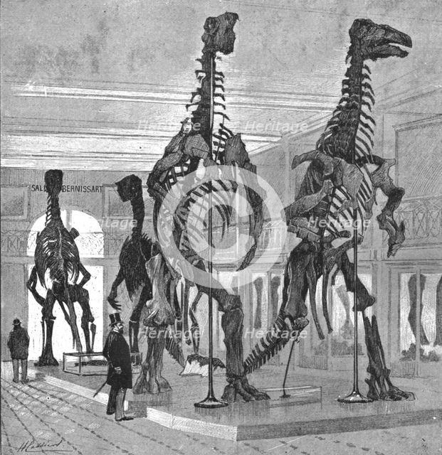 Fossil Iguanodons in the Bernissart Gallery of the Natural History Museum, Brussels', 1891. Creator: Hendrick Cassiers.
