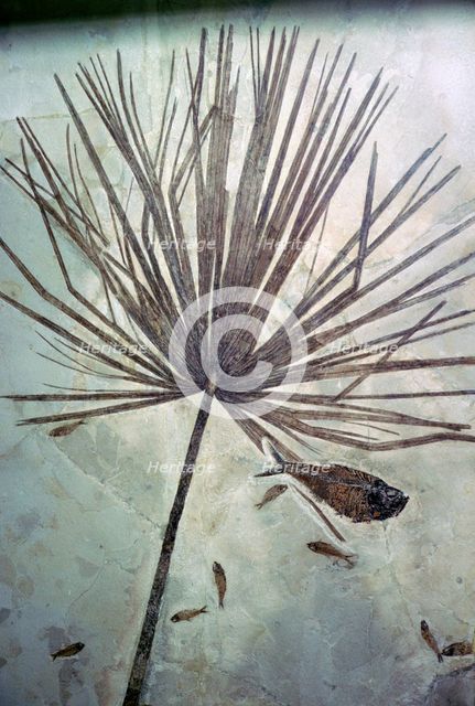 Fossil palm and fishes. Artist: Unknown