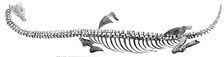 Fossil Plesiosaurus recently found at Street, near Glastonbury, 1857. Creator: Unknown