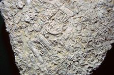 Fossil shells in limestone