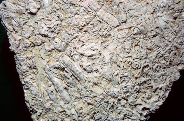 Fossil shells in limestone. Artist: Unknown