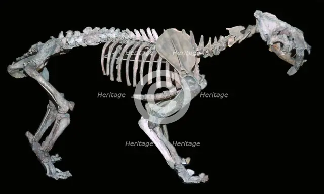Fossil skeleton of a sabre-toothed tiger. Artist: Unknown