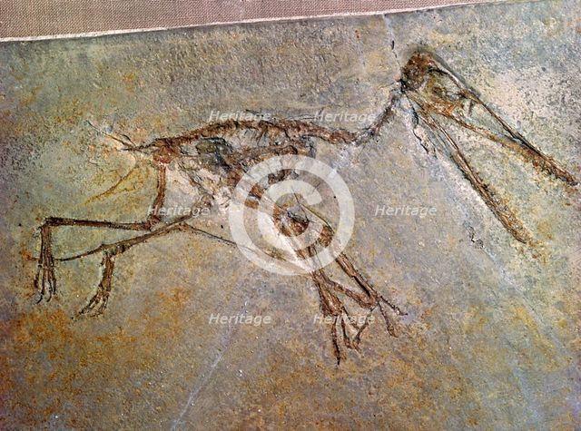 Fossil skeleton of a Pterodactyl, from the British Museum's collection. Artist: Unknown