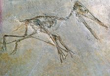 Fossil skeleton of a Pteradactyl