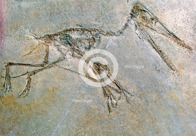 Fossil skeleton of a Pteradactyl. Artist: Unknown