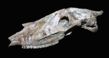 Fossil skull of a primitive horse
