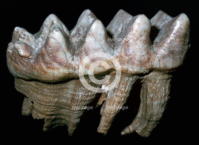 Fossil tooth of a mastodon. Artist: Unknown
