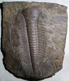 Fossil trilobite