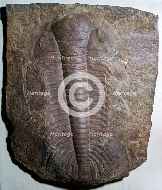Fossil trilobite. Artist: Unknown