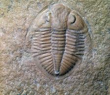 Fossil trilobite