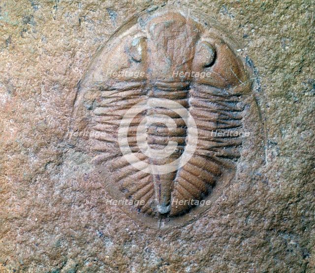 Fossil trilobite. Artist: Unknown