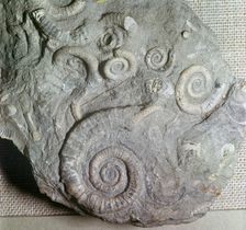 Fossils in Jurassic rocks