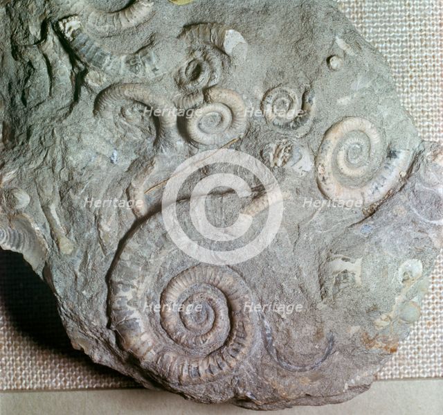 Fossils in Jurassic rocks. Artist: Unknown