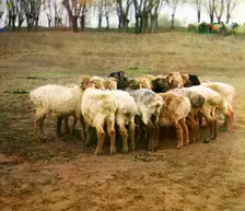 Fat [sic] sheep, Golodnaia Steppe, between 1905 and 1915. Creator: Sergey Mikhaylovich Prokudin-Gorsky