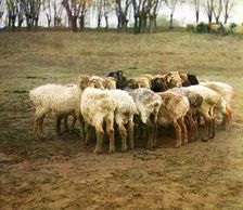Fat [sic] sheep, Golodnaia Steppe, between 1905 and 1915. Creator: Sergey Mikhaylovich Prokudin-Gorsky