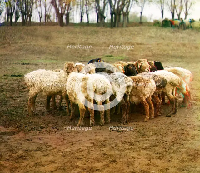 Fat [sic] sheep, Golodnaia Steppe, between 1905 and 1915. Creator: Sergey Mikhaylovich Prokudin-Gorsky.