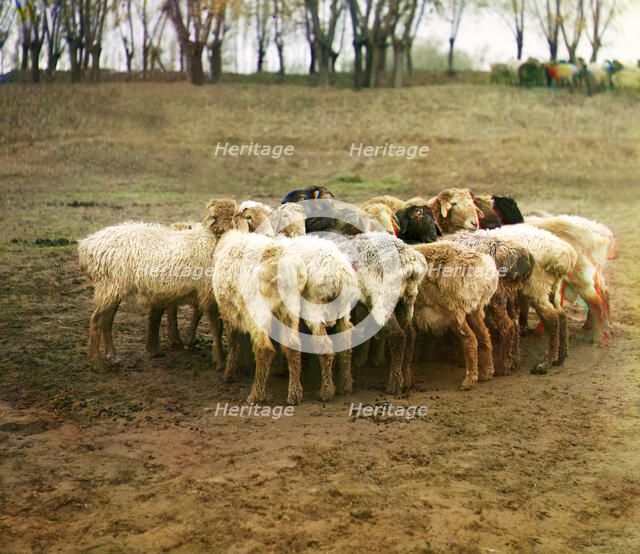 Fat [sic] sheep, Golodnaia Steppe, between 1905 and 1915. Creator: Sergey Mikhaylovich Prokudin-Gorsky.