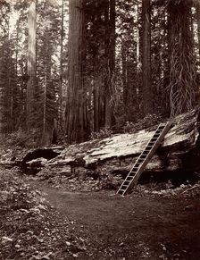 Father of the Forest, 1865-66, printed ca. 1876. Creator: Carleton Emmons Watkins